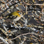 Sommergoldhähnchen Foto © Günter Künkele P23507891