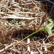 Brombeerspinner in trockenem Gras beim Pflegeeinsatz Brombeerspinner
