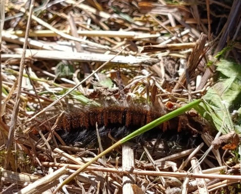 Brombeerspinner in trockenem Gras beim Pflegeeinsatz Brombeerspinner